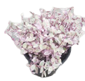 4" Tradescantia Pink Panther